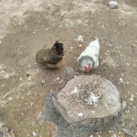 مرغ لری و محلی تخمگذار