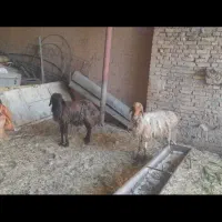 بره نر وماده گوسفند بز