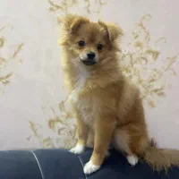 سگ پامراشپیز