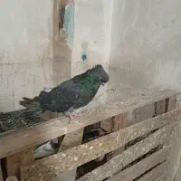 قرمز نشان و نوک قناری|پرنده|اردبیل, |دیوار