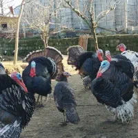 فروش بوقلمون نر و ماده و خروس محلی