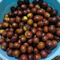 فروش عناب تازه