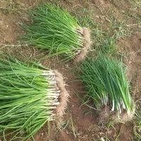 پیاز کلانە