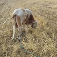 گاو و گوساله نر|حیوانات مزرعه|اندیکا, |دیوار