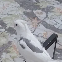 عروس هلندی فول اهلی|پرنده|پیرانشهر, |دیوار