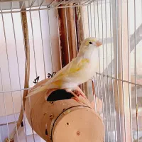دو عدد قناری نر خوش رنگ معاوضه با لاری و پرنده