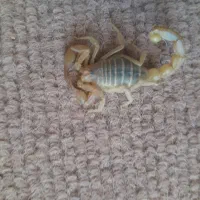 سمپاشی ونابودکردن موش ریشه کنی 24 ساعته.|خدمات نظافت|کرمان, |دیوار