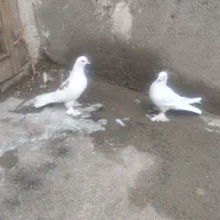 کبوتر|پرنده|تبریز, |دیوار