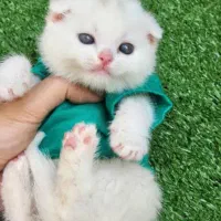 گربه های اصیل