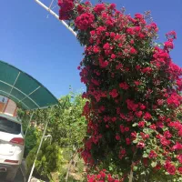باغ ویلا جاده کاهو داخل مجتمع چمن آرا باسندوامتیاز
