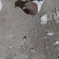 کفرسرته قهوی