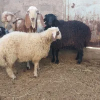 بره و کره چاق گوشتی (جگر و شاخی مجانی)|حیوانات مزرعه|رفسنجان, |دیوار