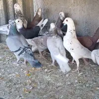 دورگ و پلاکی