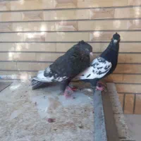 کفتر سینه|پرنده|شیراز, اصلاح‌نژاد|دیوار