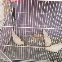 عروس هلندی جفت سلام