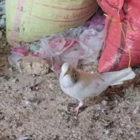 حراج|حراج|اردکان, |دیوار