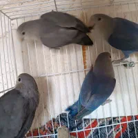 اسباب بازی کوتوله وعروس ‌.خروس لاری|اسباب‌بازی بچه|زابل, |دیوار