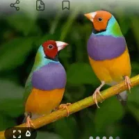 چهار عدد فنچ گلدین نر سرحال