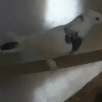 ماده طوق ماده پشت زرد ( فر )