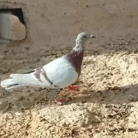 سلام دوستان