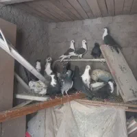 کفتر رنگی|پرنده|تربت‌حیدریه, شهید بهشتی|دیوار