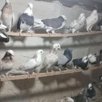 کبوتر زیبا کفتر درجه یک|پرنده|قرچک, مهدیه|دیوار