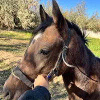 کره دوساله ترکمن