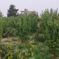 باغ و زمین کشاورزی مناسب انواع فعالیت های کشاورزی|فروش دفتر صنعتی، کشاورزی، تجاری|تهران, فردوسی|دیوار