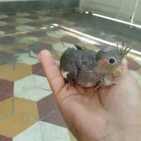 جوجه عروس هلندی سرلاکی|پرنده|شیراز, کوزه گری|دیوار