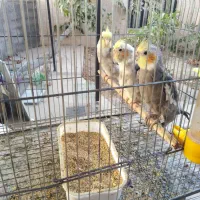 عروس هلندی نر|پرنده|کرج, سیاه کلان|دیوار