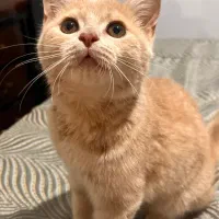 گربه میکس اسکاتیش و بریتیش|گربه|ارومیه, |دیوار