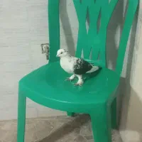کبوتر دوکت پرشی