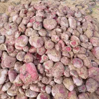 لبو شاهین تپه|خوردنی و آشامیدنی|دشتابی, |دیوار