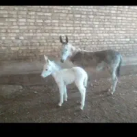 شیر الاغ خالص