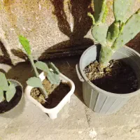 3عدد گل کاکتوس حراج