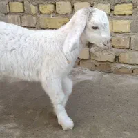 بزغاله ماده