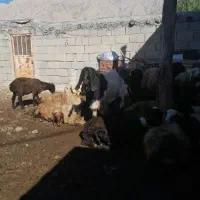 بز و ورن|حیوانات مزرعه|کرمانشاه, |دیوار