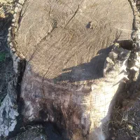 چوب گردو|خدمات باغبانی و درختکاری|نیشابور, فضل|دیوار