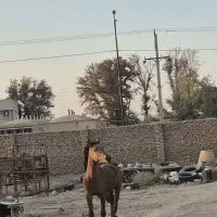 نریان عرب ۳ ساله