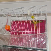 قناری نروماده|پرنده|مشهد, گاز|دیوار