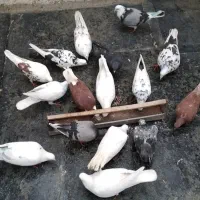 کفتر غریبگیری ۱۵ تا وکود کفتری