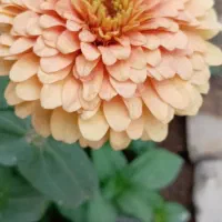 بذرگل|گل و گیاه طبیعی|شنبه و طسوج, |دیوار