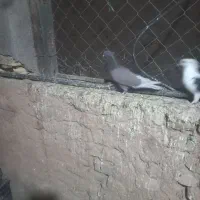 فروش کبوترهای هما و سبز|پرنده|گرمسار, |دیوار