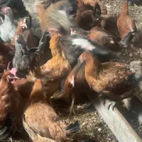 ۲۰۰ عدد مرغ تخم گذار گلپایگان|حیوانات مزرعه|مهدی شهر, |دیوار