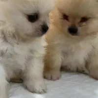واگذاری توله پامرانین خرسی سفید