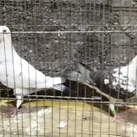 سه جفت پلاکی