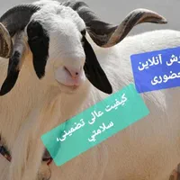 گوسفند اصیل کوهستان کم دنبه کم چربی تضمینی+خونی|حیوانات مزرعه|مشهد, توس (بلوار توس)|دیوار