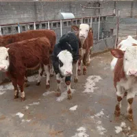 ۵راس گوساله سیمینتال نر ....گاو