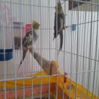 عروس هلندی