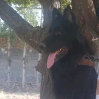 سگ ژرمن بلک|سگ|مشهد, الهیه|دیوار